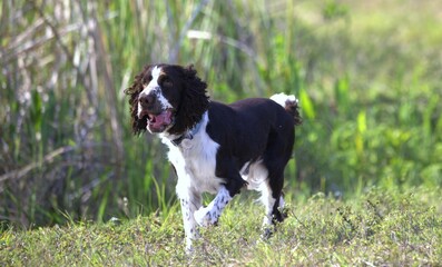 cocker spaniel dog 