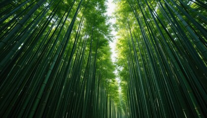 Fototapeta premium Lush Green Bamboo Forest with Tall Stalks and Sunlight Filtering Through
