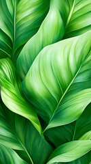 Lush, vibrant green leaves with prominent veins, creating a textured botanical background