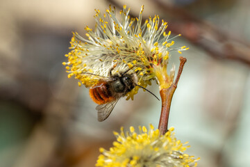 Male european orchard bee (Osmia cornuta) collecting nectar on a pussy willow catkin (Salix caprea) in early spring © Doris Steiner