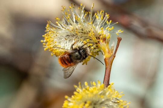 Male european orchard bee (Osmia cornuta) collecting nectar on a pussy willow catkin (Salix caprea) in early spring