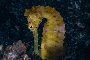 Yellow seahorse.