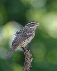 Female grosbeak perched on a limb