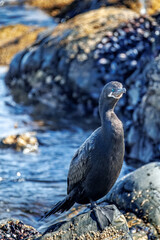 Cormorant on the shore of the Beagle Channel, Fireland, Argentina