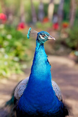 Obraz premium Peacock with vibrant blue plumage standing in a blurred garden setting with greenery and red flowers. The focus is on its long neck and detailed, colorful feathers.
