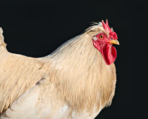 Close-up of a majestic light-colored rooster with a bold red V comb and wattle, set against a striking black background, exuding strength and elegance.