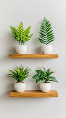 Fototapeta premium Stylish Plants Arranged on Serene Shelf for Modern Home Decor