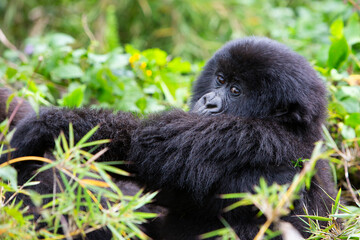 Gorille Rwanda