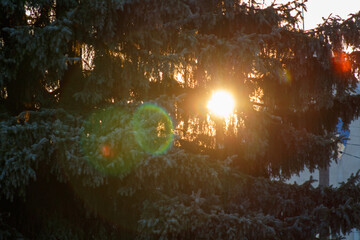 The sun is shining through the branches of a tree
