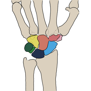 Hundwurzelknochen carpus bunt