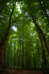 Fototapeta premium Beautiful green forest view. Bushes, trees, path and vines in the forest. Akyazi, Sakarya, Turkey.