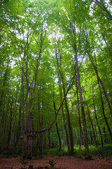 Beautiful green forest view. Bushes, trees, path and vines in the forest. Akyazi, Sakarya, Turkey.