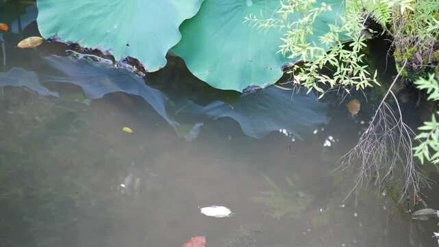 京都、法金剛院、蓮、寺院、浄土式庭園