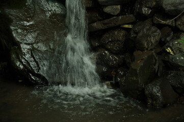 Water stream, bushes and dry leaves in forest