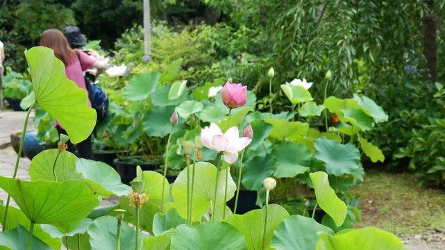 京都、法金剛院、蓮、寺院、浄土式庭園