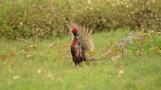 Ring-necked Pheasant male flapping his wings in slow motion