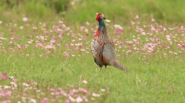 Ring-necked Pheasant male vigorously flapping his wings