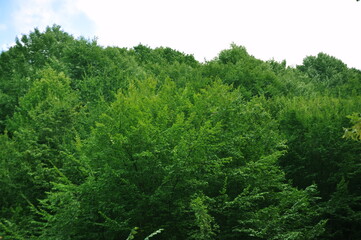 Beautiful green forest view. Bushes, trees, path and vines in the forest. Akyazi, Sakarya, Turkey.