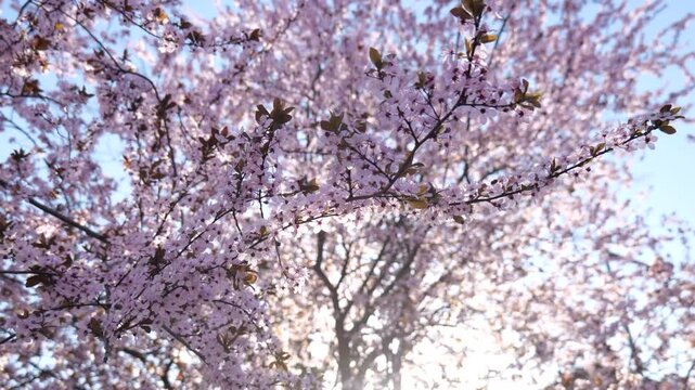 Blooming tree