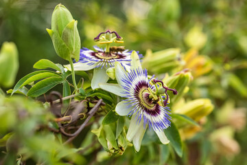 Passiflora Caerulea flower close-up