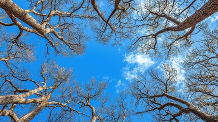 Fototapeta premium Clear Winter Sky Framed by Leafless Trees in Peaceful Atmosphere