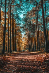 Fototapeta premium Autumnal Forest Path: A Serene Walk Through Golden Trees