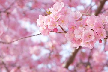 河津桜(アップ2)2025