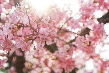 河津桜(逆光1）2025