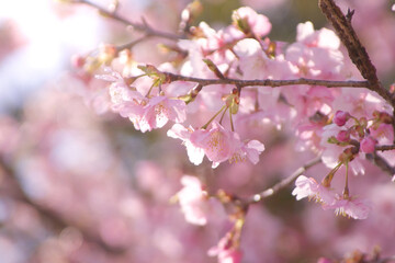 河津桜(アップ3)2025