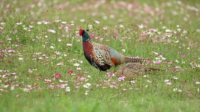 Close up of Ring-necked Pheasant males and female in a flower field