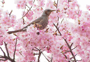 河津桜とヒヨドリ2
