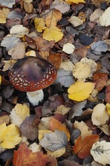 Autumn Mushroom Among Fallen Leaves Forest Floor