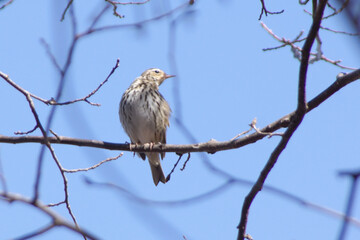 Obraz premium ウタツグミと青空