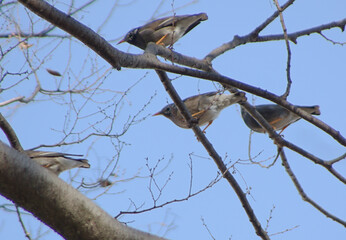 ムクドリと青空