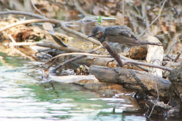 川で水浴びをするヒヨドリの幼鳥