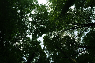 Beautiful green forest view. Bushes, trees, path and vines in the forest. Akyazi, Sakarya, Turkey.
