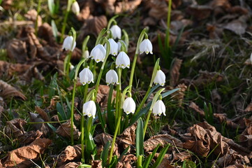 Märzenbecher wachsen auf einer Wiese 