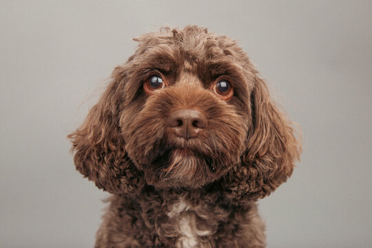 Close-up portrait of a brown cavapoo dog in front of a grey background