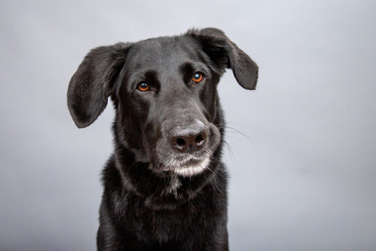 Close-up portrait of a black terrier mixed breed dog sitting in front of a grey background