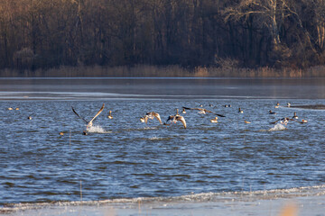 Geese and ducks fly above the surface of the Hlohovec pond in the Czech Republic
