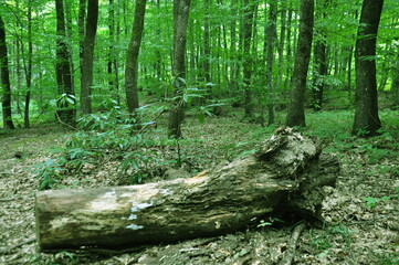 Beautiful green forest view. Bushes, trees, path and vines in the forest. Akyazi, Sakarya, Turkey.