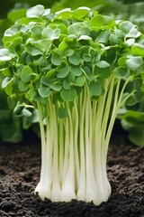 Vibrant Green Microgreens Growing in Rich Soil