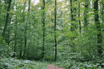 Beautiful green forest view. Bushes, trees, path and vines in the forest. Akyazi, Sakarya, Turkey.