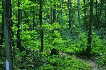 Water stream, bushes and dry leaves in forest