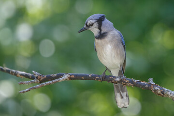 Blue jay perched on a branch isolated on green background