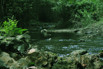 Water stream, rocks and trees in the forest. Beautiful nature view.