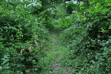 Path, trees and bushes in the forest