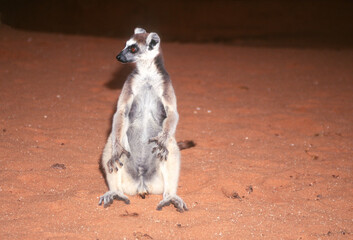 Close-up of a Ring-tailed lemur (Lemur catta) standing in a sandy landscape, Madagascar