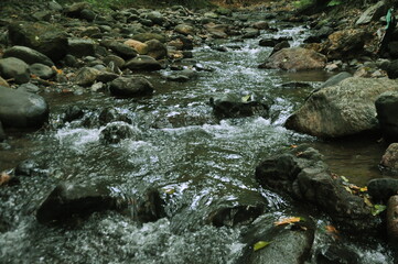 Water stream, rocks and trees in the forest. Beautiful nature view.