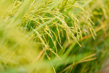 Fototapeta premium Rice stalks in rice fields.